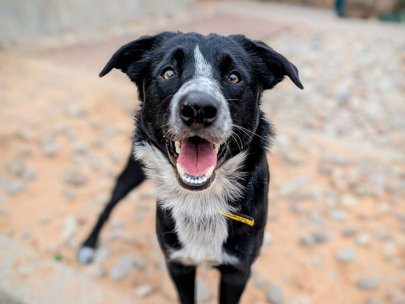 Border Collie for adoption in Cardiff, Glamorgan – 3 years old - Image 3 of 3