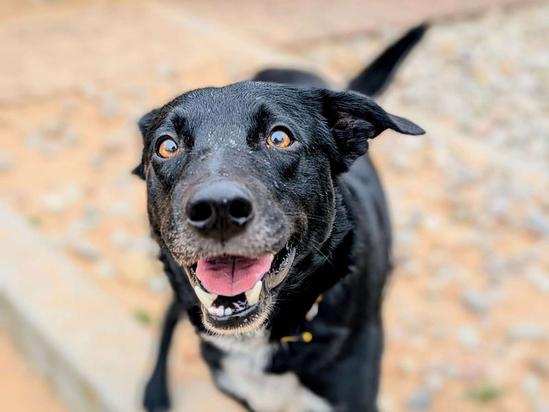 Border Collie for adoption in Cardiff, Glamorgan – 1 year old - Image 2 of 4