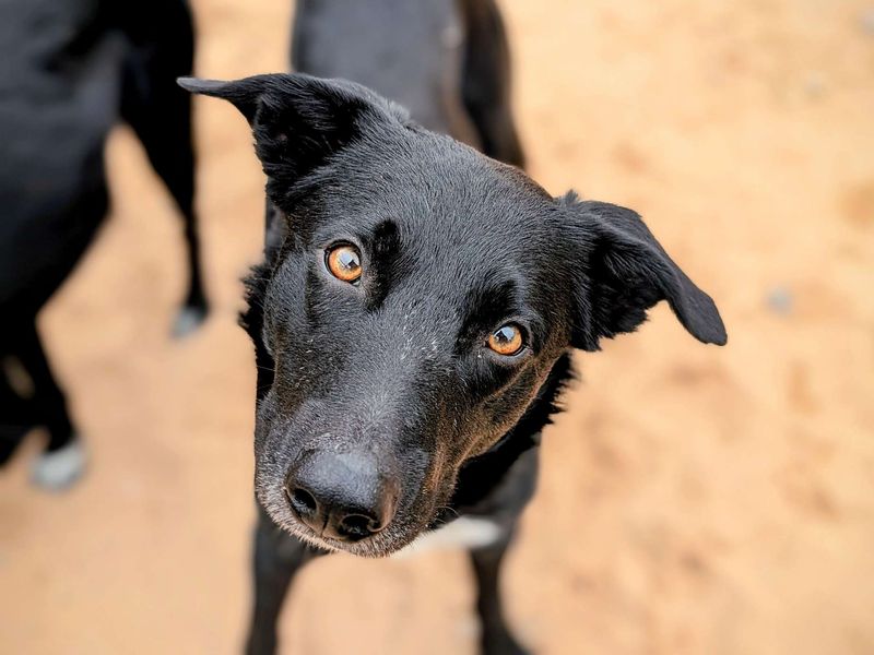 Border Collie for adoption in Cardiff, Glamorgan – 1 year old - Image 3 of 4