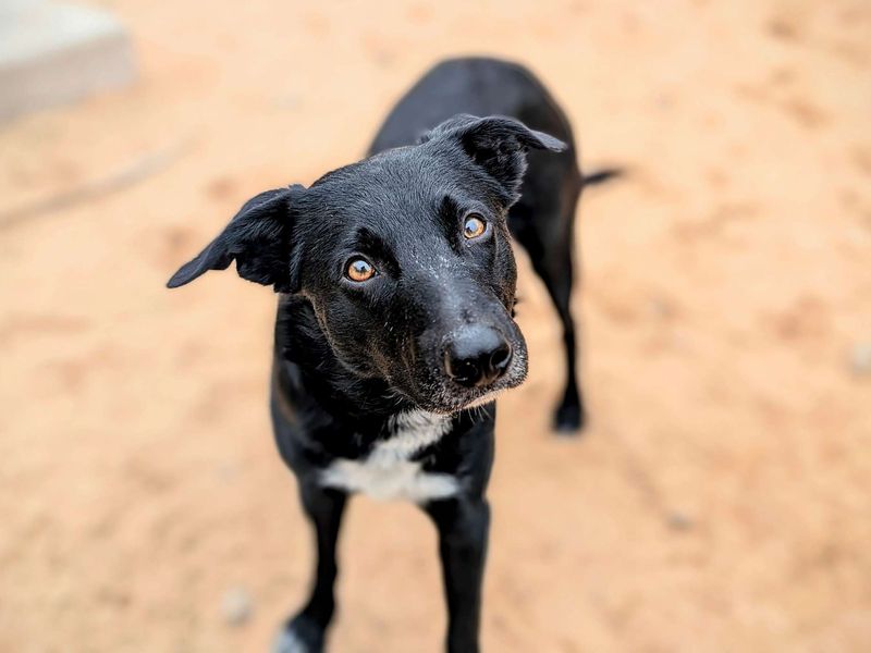 Border Collie for adoption in Cardiff, Glamorgan – 1 year old - Image 4 of 4