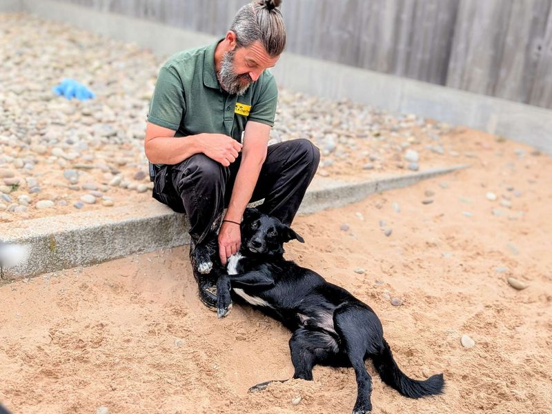 Border Collie for adoption in Cardiff, Glamorgan – 1 year old