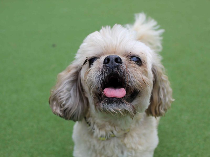 Shih Tzu for adoption in Glasgow, Scotland – 11 years old - Image 4 of 4