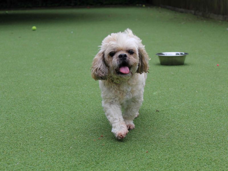 Shih Tzu for adoption in Glasgow, Scotland – 11 years old - Image 3 of 4