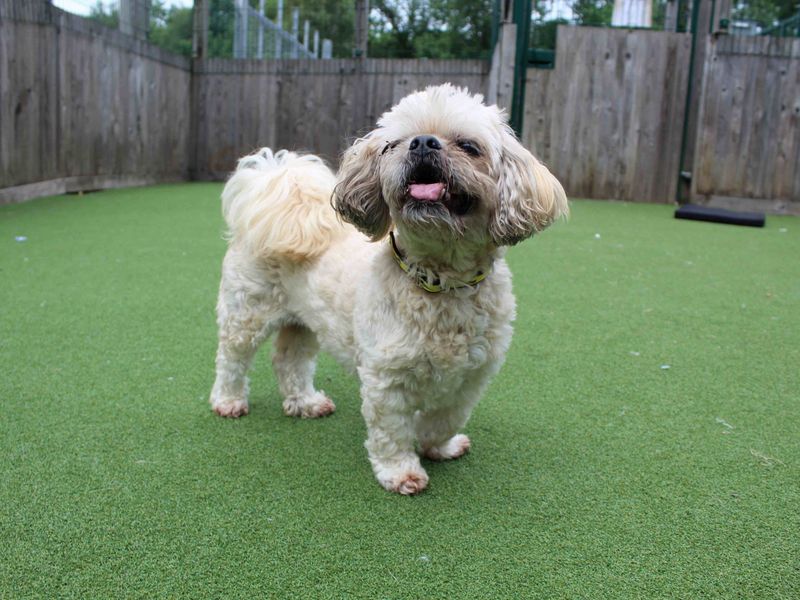 Shih Tzu for adoption in Glasgow, Scotland – 11 years old