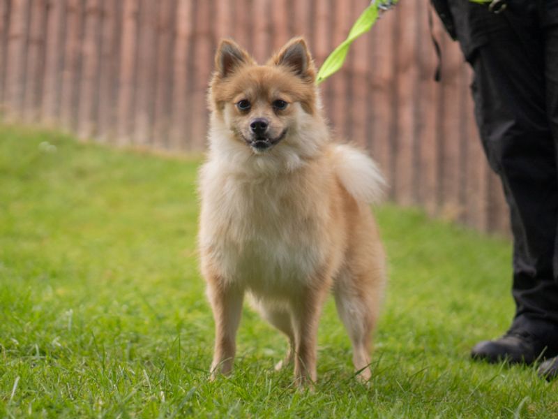 Coco | German Spitz | Kenilworth (West Midlands) - 1