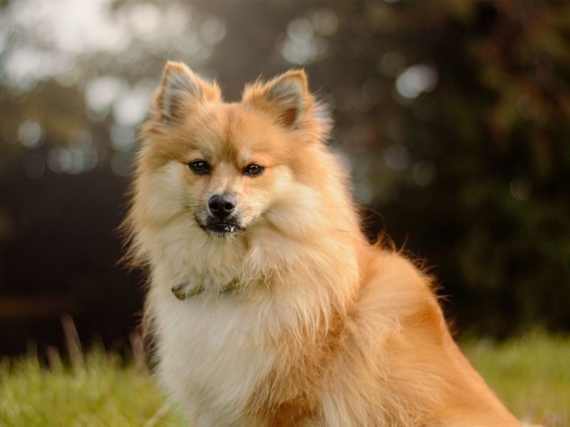 Coco | German Spitz | Kenilworth (West Midlands) - 3