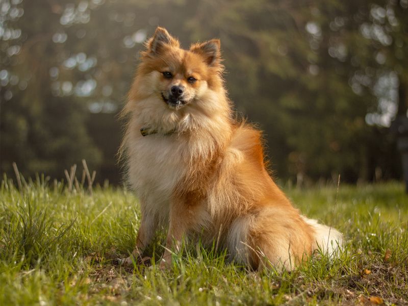 Coco | German Spitz | Kenilworth (West Midlands) - 2