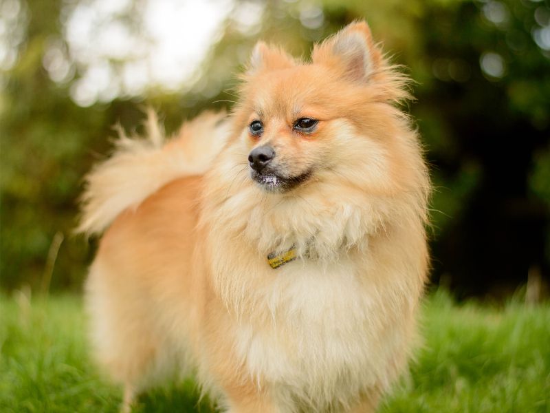 Coco | German Spitz | Kenilworth (West Midlands) - 4