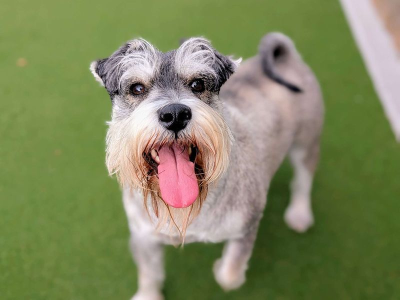 Ted | Schnauzer (Miniature) | Cardiff - 1