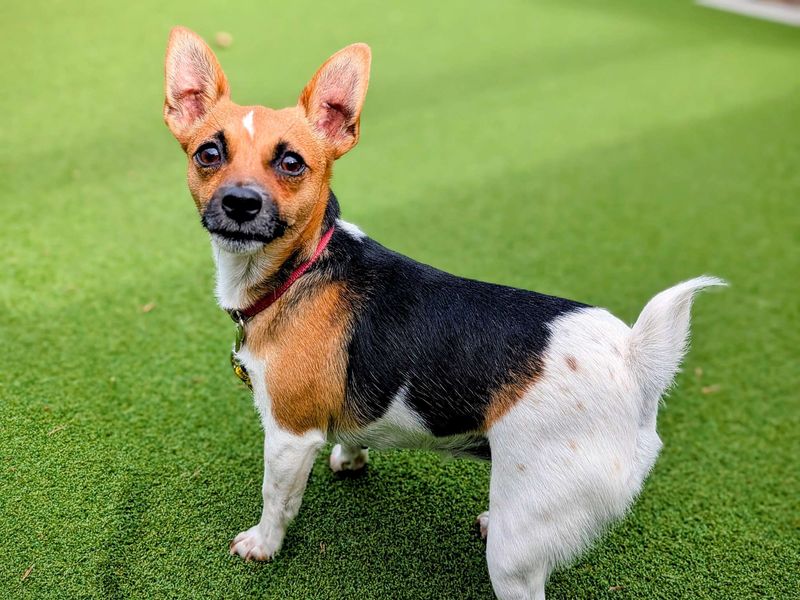 Jack Russell for adoption in Cardiff, Glamorgan – 2 years old - Image 2 of 4