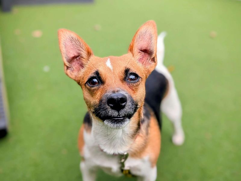 Jack Russell for adoption in Cardiff, Glamorgan – 2 years old - Image 4 of 4