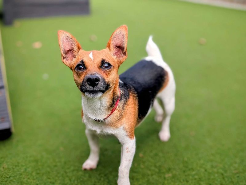 Chihuahua for adoption in Cardiff, Glamorgan – 2 years old