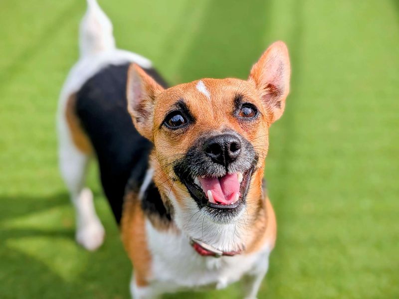 Jack Russell for adoption in Cardiff, Glamorgan – 2 years old - Image 3 of 4