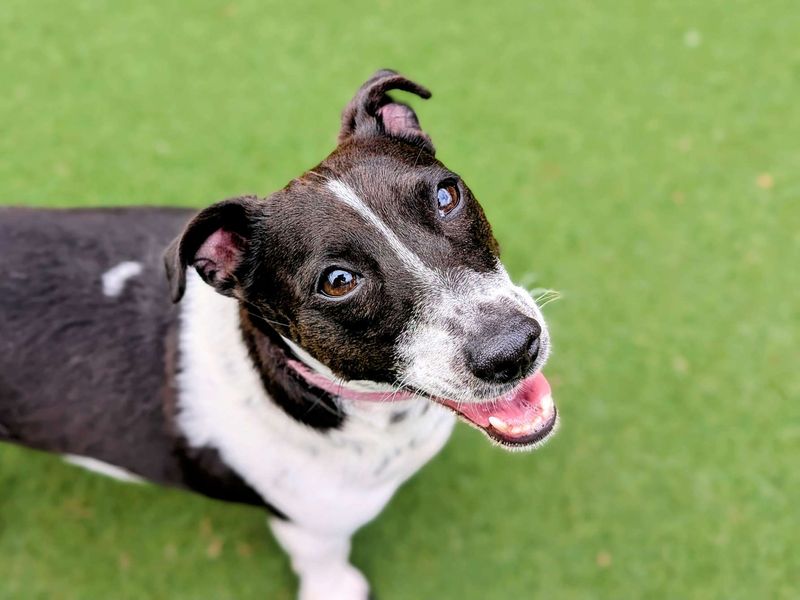 Jack Russell for adoption in Cardiff, Glamorgan – 3 years old