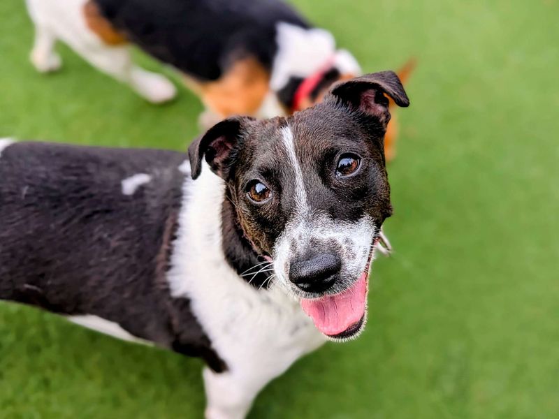 Jack Russell for adoption in Cardiff, Glamorgan – 3 years old - Image 2 of 4