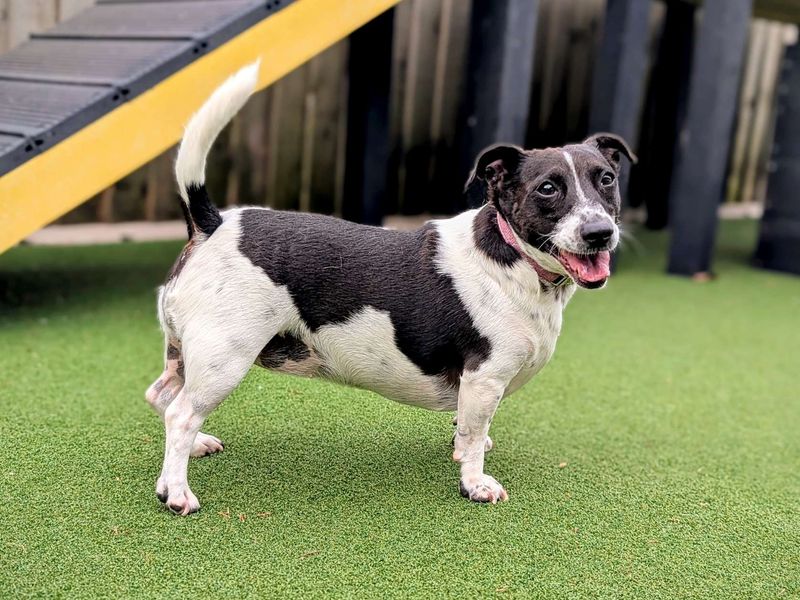 Jack Russell for adoption in Cardiff, Glamorgan – 3 years old - Image 4 of 4