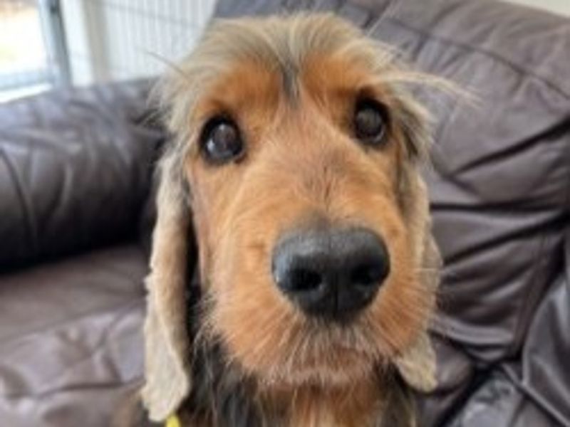 Cocker Spaniel for adoption in Wymeswold, Leicestershire – 8 years old - Image 2 of 2