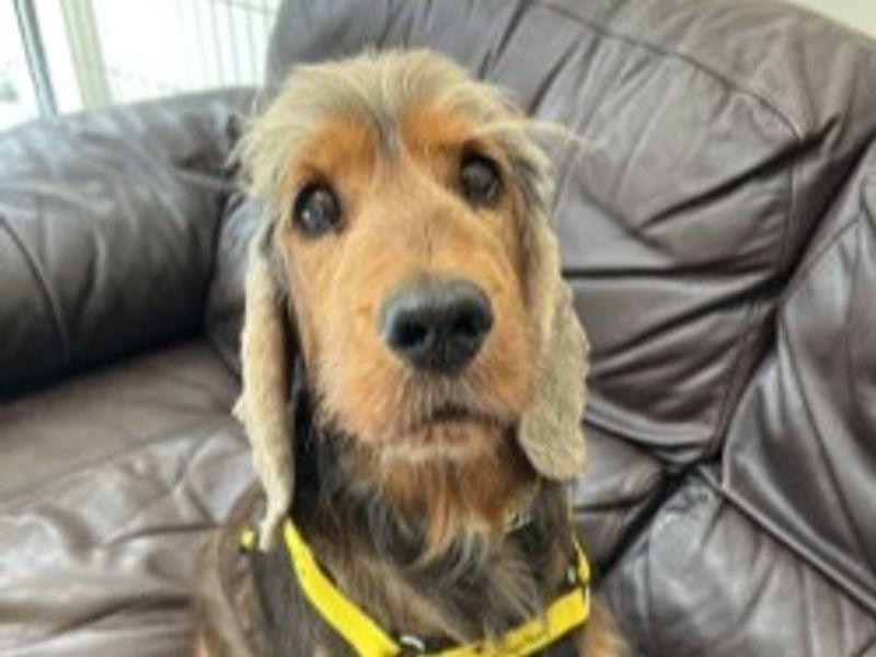 Cocker Spaniel for adoption in Wymeswold, Leicestershire – 8 years old