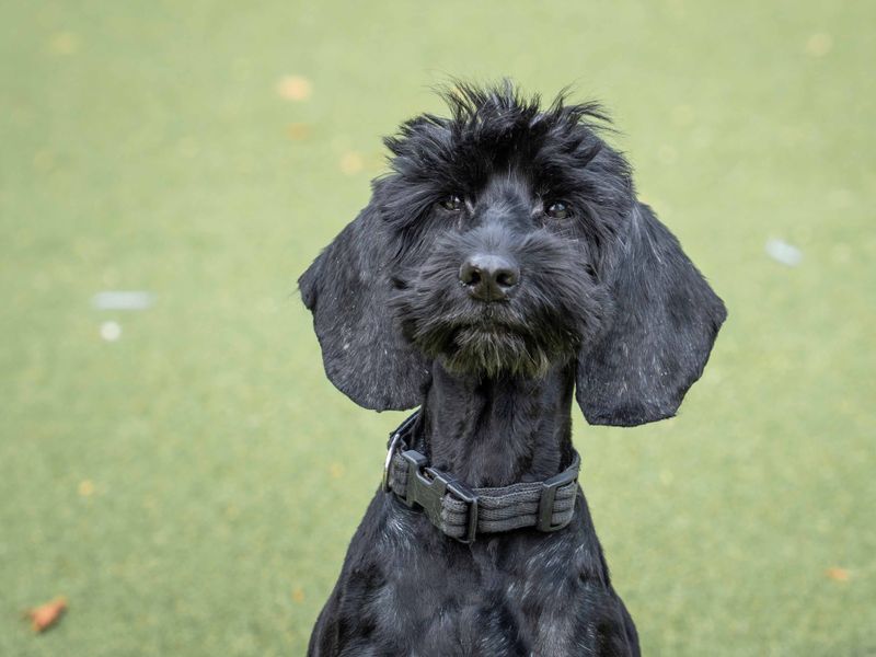 Poodle for adoption in Wymeswold, Leicestershire – 8 years old - Image 3 of 4
