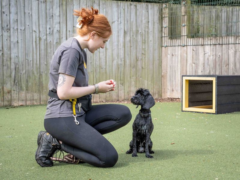 Poodle for adoption in Wymeswold, Leicestershire – 8 years old - Image 4 of 4