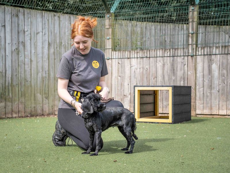 Poodle for adoption in Wymeswold, Leicestershire – 8 years old
