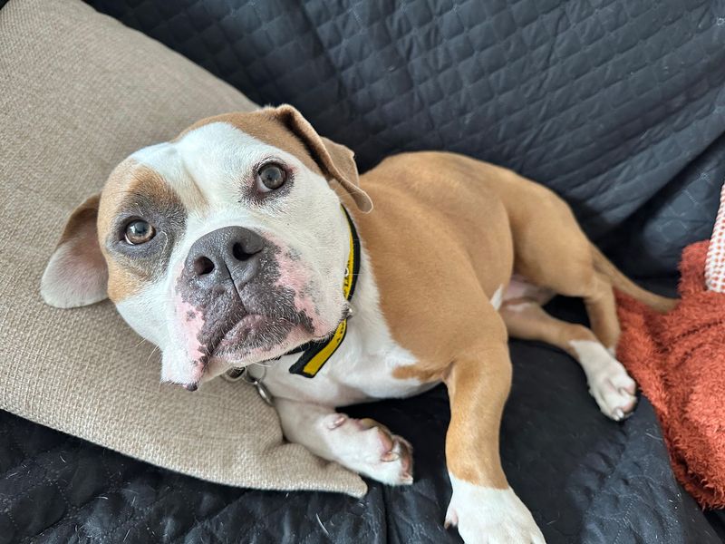 Pancake | American Bully Pocket | West Calder (Edinburgh) - 1