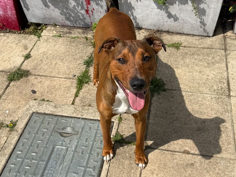 Doberman for adoption in Newton Tony, Wiltshire – 11 months old