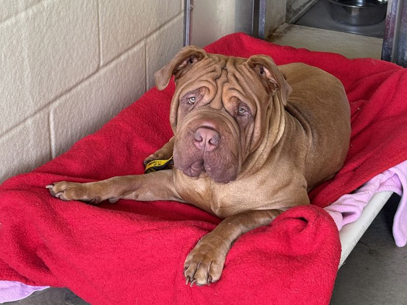Barney | Shar Pei Cross | Basildon (Essex) - 1