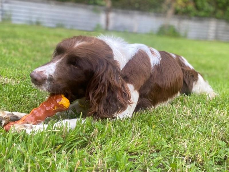 Dixie | Spaniel (English Springer) | Cumbria rehoming - 1