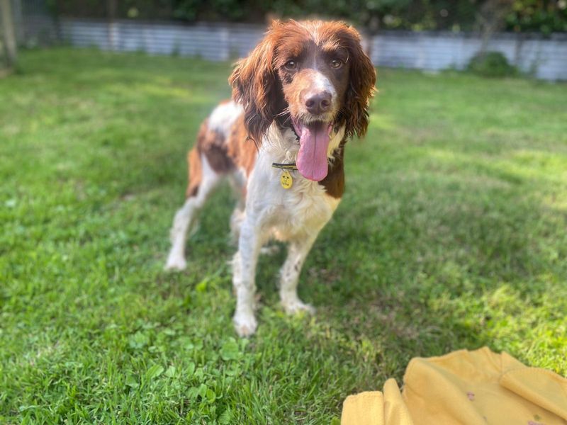 Springer Spaniel for adoption in , – 4 years old - Image 2 of 2