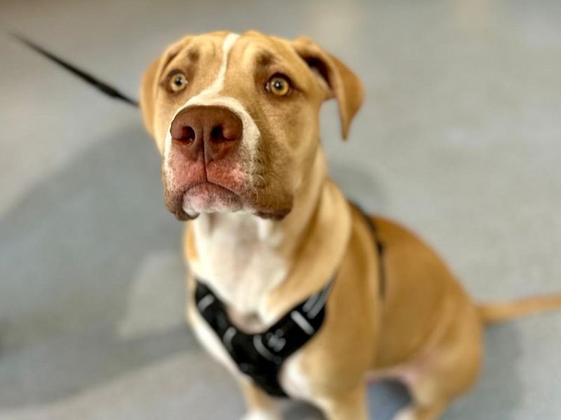 Ty | Mastiff Cross | Canterbury - 1