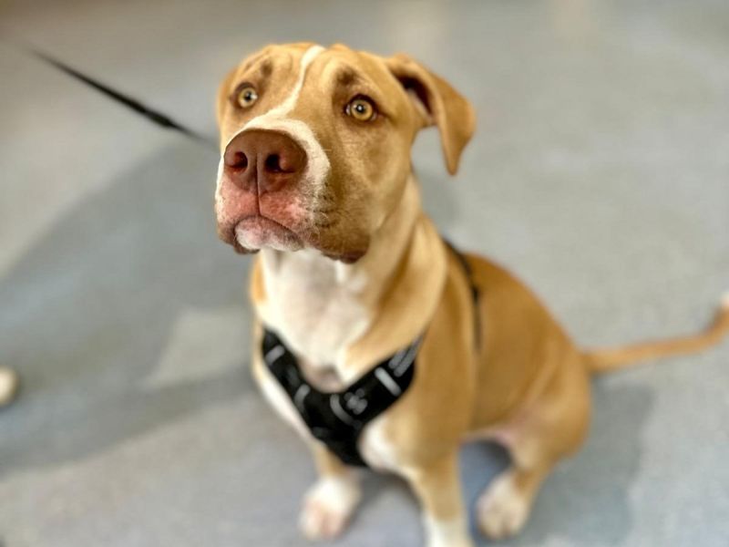 Mastiff for adoption in Chestfield, Kent – 7 months old - Image 2 of 2