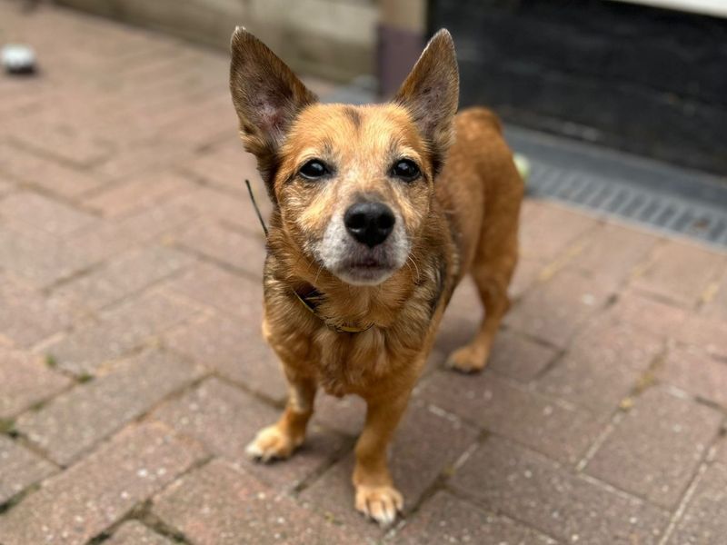 Jack Russell for adoption in Telford, Shropshire – 15 years old