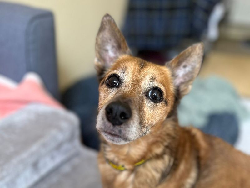 Jack Russell for adoption in Telford, Shropshire – 15 years old - Image 3 of 3