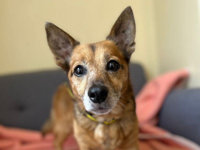 Jack Russell for adoption in Telford, Shropshire – 15 years old - Image 2 of 3