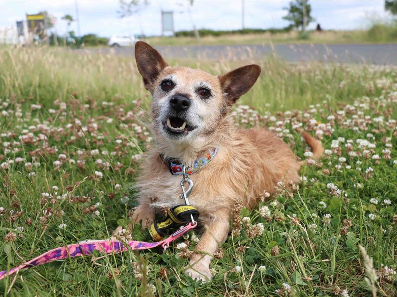 Jack Russell for adoption in Sadberge, Co Durham – 11 years old - Image 2 of 3