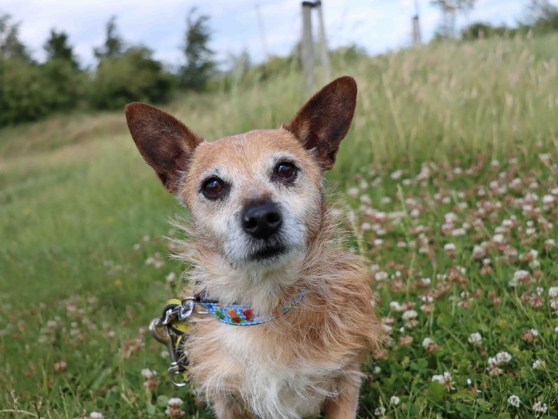 Jack Russell for adoption in Sadberge, Co Durham – 11 years old