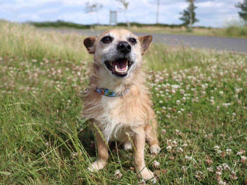 Jack Russell for adoption in Sadberge, Co Durham – 11 years old - Image 3 of 3
