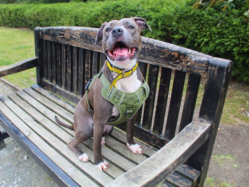 Staffordshire Bull Terrier for adoption in Manchester, Greater Manchester – 2 years old