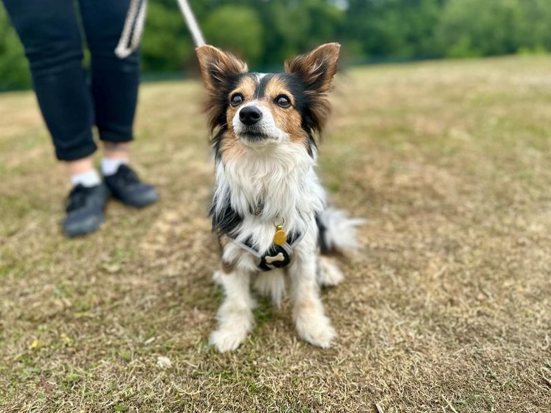 Jack Russell for adoption in Chestfield, Kent – 8 years old - Image 2 of 5