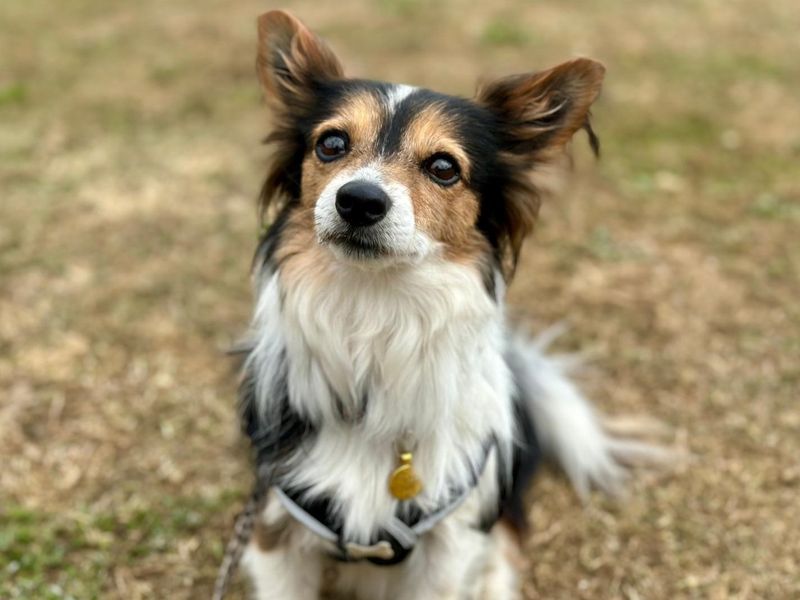 Jack Russell for adoption in Chestfield, Kent – 8 years old