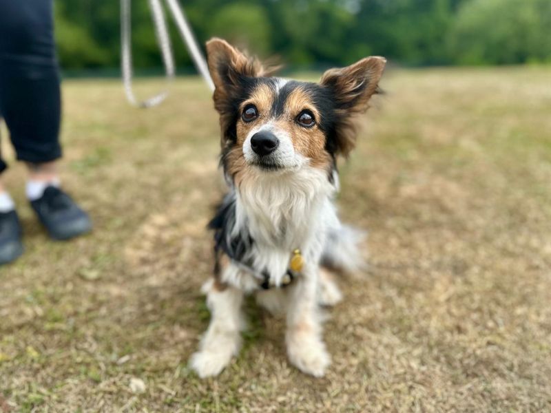 Jack Russell for adoption in Chestfield, Kent – 8 years old - Image 5 of 5