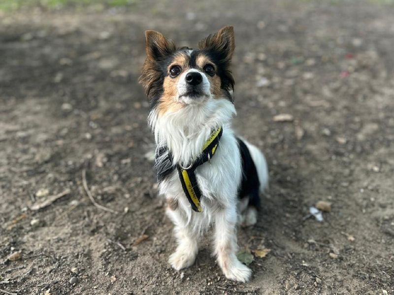 Jack Russell for adoption in Chestfield, Kent – 8 years old - Image 4 of 5