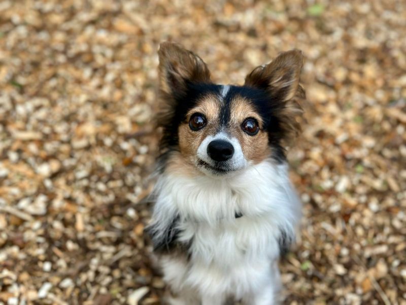 Archie | Chihuahua (Long Coat) Cross | Canterbury - 1