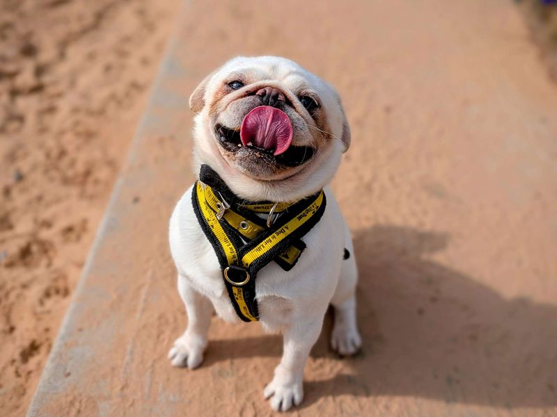 Pug for adoption in Cardiff, Glamorgan – 2 years old - Image 3 of 6