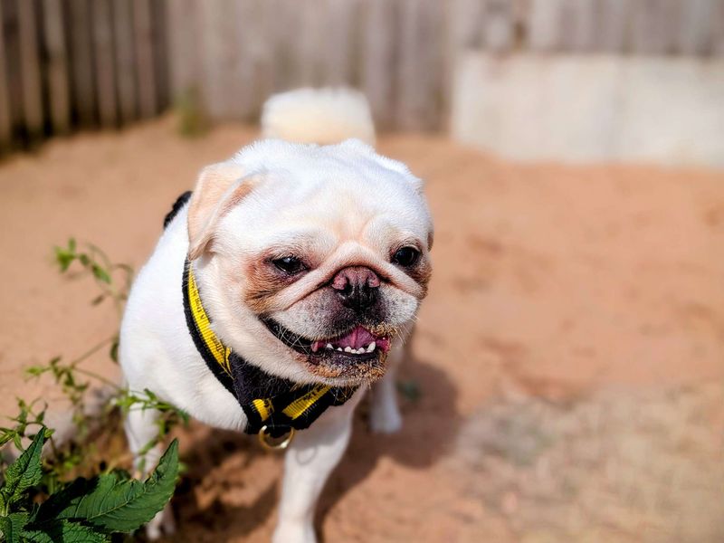 Pug for adoption in Cardiff, Glamorgan – 2 years old