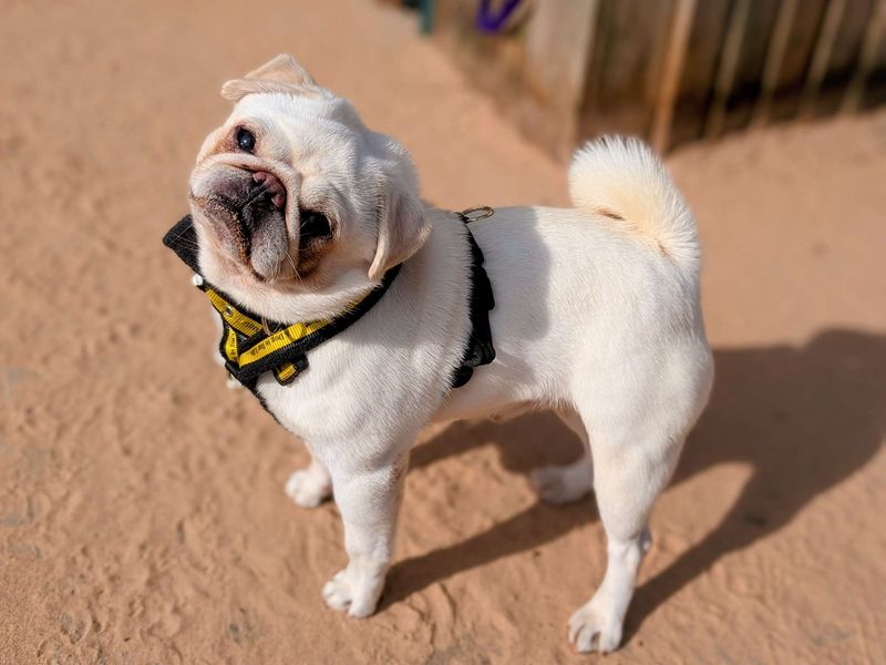 Pug for adoption in Cardiff, Glamorgan – 2 years old - Image 2 of 6