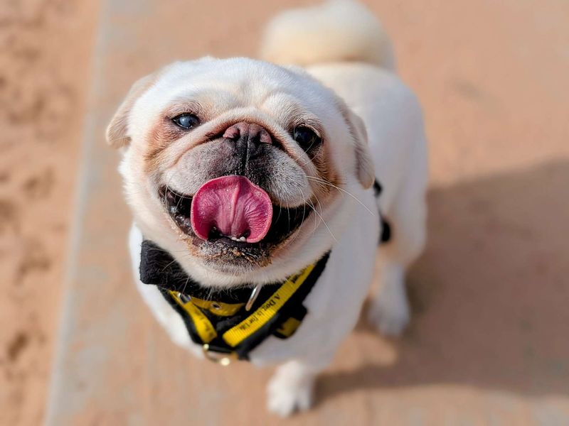 Pug for adoption in Cardiff, Glamorgan – 2 years old - Image 4 of 6