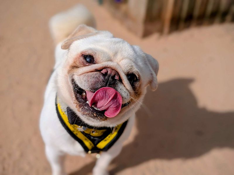 Pug for adoption in Cardiff, Glamorgan – 2 years old - Image 5 of 6