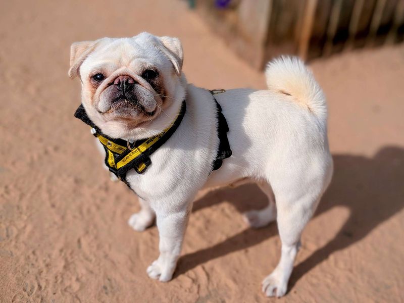 Pug for adoption in Cardiff, Glamorgan – 2 years old - Image 6 of 6